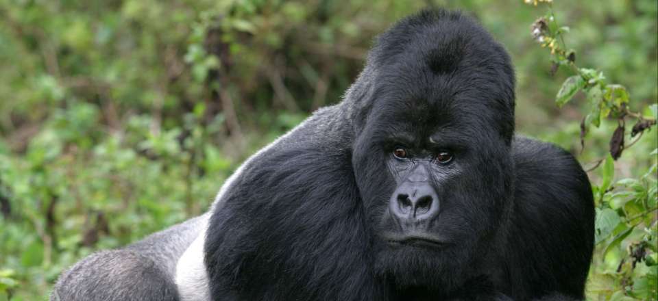 Congo : des gorilles ont un comportement incroyable face à la mort, découvrez pourquoi