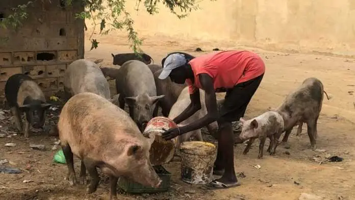 L’élevage de porcs