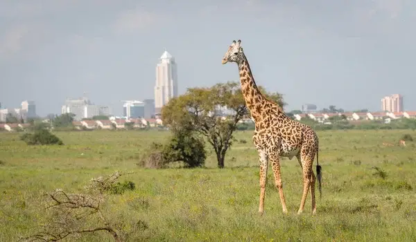 Le parc national de Nairobi